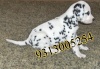 Dalmatian at discounted price on this holi