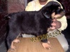 Rottweiler Pitbull  Terrier  Puppies for Sale