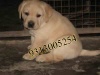Labrador Retriever  Golden Retriever Puppies for Sale