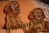Boxer  Irish SetterDalmatian Puppies for Sale