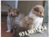 Rough Collie  Siberian Husky  Puppies for Sale