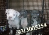Rottweiler Pitbull  Terrier  Puppies for Sale